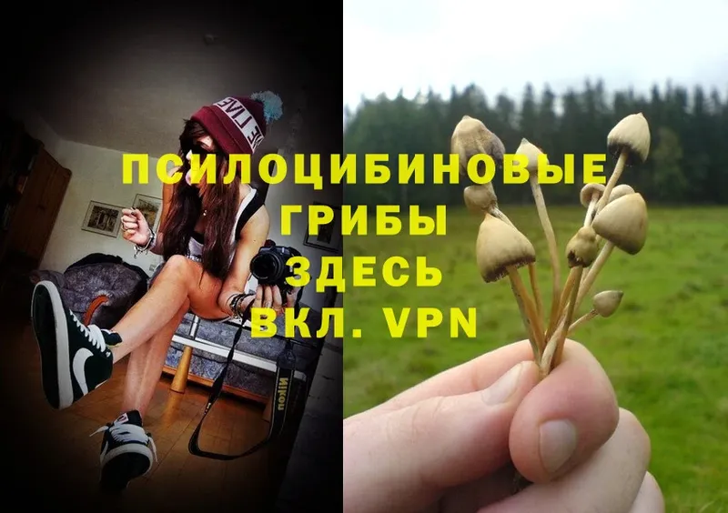 мега   Алагир  Галлюциногенные грибы Psilocybe  даркнет сайт 